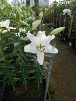 [4292 White Spear DJ No01.JPG]